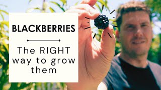 How to grow Blackberries amp maximising blackberry fruit production [upl. by Ylrebmik]