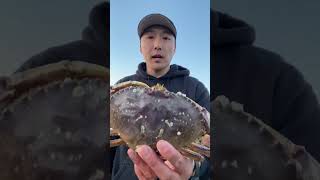 Crab Snaring in Westport Washington with Durasnare crab snares [upl. by Rozella]