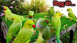 Amazing Parrot Sounds Videos Compilation Tanishu Singh Miniature [upl. by Suirauqram]