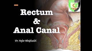 Anatomy of Rectum and Anal Canal Full Lecture [upl. by Eilzel]