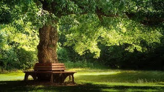 Beautiful Relaxing Music Pachelbel  Forest Garden [upl. by Boeschen]