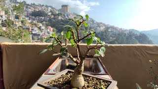 Ficus Ginseng Bonsai  Pruning  New Front Selection [upl. by Jeb]