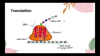 Protein Synthesis Transcription and Translation IGCSE ALEVELS BIOLOGY 0610 and 9700 [upl. by Vivyanne]