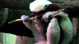 1st Video of One Day Old Sifaka  Cincinnati Zoo [upl. by Readus]