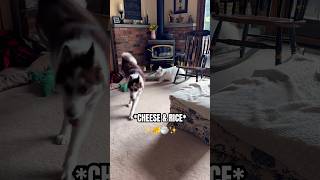 My Siberian Husky LOVES Cheese Husky Puppy Excited To Share Bday Dinner shorts husky dogshorts [upl. by Wing]