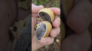 Le scleroderme citron scleroderme vessedeloup champignons nature apprendresuryoutube educatif [upl. by Hsetim]