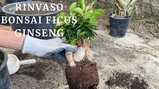 Come RINVASARE un BONSAI DI FICUS GINSENG la guida PRATICA [upl. by Christiano80]