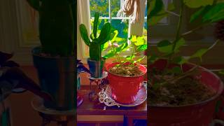 Thrift Treasures for Your Plants plants houseplants plantlife [upl. by Lorant]