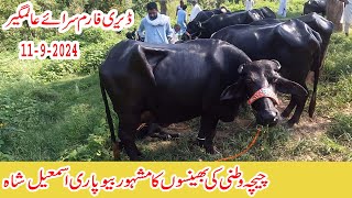 Chichawatani buffaloes in dairy farm sarai alamgir jhelum kharian mandi buffaloes dongi mandi kotli [upl. by Ploch]