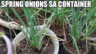 Simpleng paraan ng pagtanim at pagpaparami ng spring onions sa container [upl. by Aletha512]