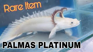 PALMAS PLATINUM [upl. by Mackenie971]