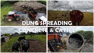 DUNG SPREADING  CONCRETE  CATTLE [upl. by Stannwood]