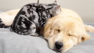 Kitten Hypnotizes Golden Retriever So Cute [upl. by Sasnak]