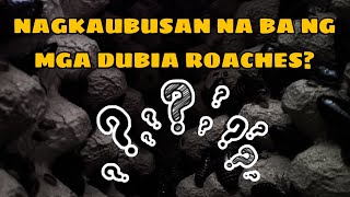 WHY DUBIA ROACHES ARE quotIN DEMANDquot NOWADAYS [upl. by Portingale240]