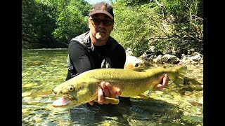 3 Nices Marmoratas on Dry Fly  Slovenia  September 2014 [upl. by Joye]