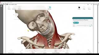 Suprahyoid amp infrahyoid muscles amp muscles of back of neck amp joints of atlas drmohamed gebba [upl. by Sophie]