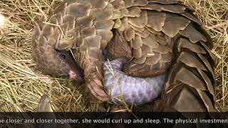 Pangolin Birth [upl. by Drobman793]