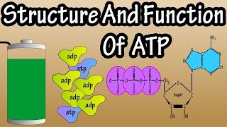 ATP  What Is Adenosine Triphosphate  What Is ATP  Function Of ATP  Structure Of ATP [upl. by Hgieleak454]