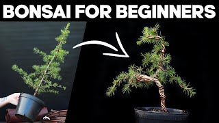 How to Water a Bonsai tree [upl. by Illehs]