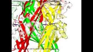 P2X purinergic receptor with sound [upl. by Baptlsta582]