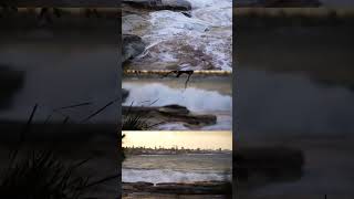 First time surfing Bundeena Bay Outside the river it is 5 metres 10 feet at beaches yeew [upl. by Parks193]