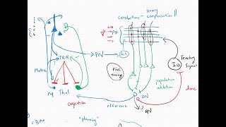 Whats the Deal with the Cerebellum Multiscale Neuroscience Journal Club 03 [upl. by Pernell]