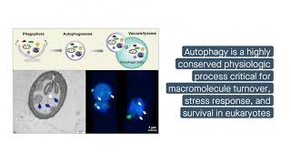 Wheat microbe could help crops fight off fungal infection [upl. by Zobkiw]