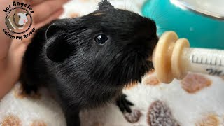 How To Syringe Feed An Orphan Guinea Pig Baby [upl. by Allerbag]