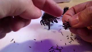 How to harvest echinacea seeds [upl. by Ettenig]