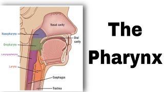 تشريح pharynx  مرحلة ثانية طب الاسنان anatomy [upl. by Rothstein]