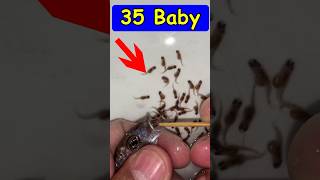 Mother fish giving birth to 35 baby fish 💪🐬🥰 fish fishvideo [upl. by Nelak632]