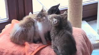 14 Kittens  Licking and Grooming Each Other [upl. by Haimorej]