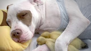 This Rescue Dog Adopted Two Abandoned Ducklings [upl. by Annovaj]