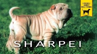 SHAR PEI trailer documentario [upl. by Hackett255]