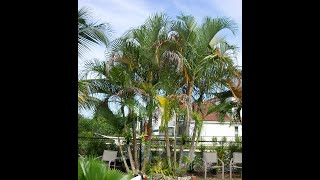 PS011  Areca Palm Tree  Chrysalidocarpus Lutescens  Clustering Palm Tree  June 3 2020 [upl. by Adas]