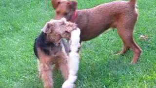 Irish terrier amp Welsh terrier  Keep Away [upl. by Boleslaw]