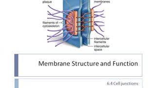 Cell Junctions  Cell Biology [upl. by Leeda]