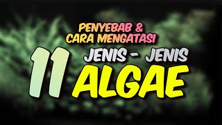 Jenis Algae Aquascape  Penyebab amp Cara Mengatasinya [upl. by Conroy]