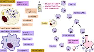 Pneumocystis Jirovecii [upl. by Gerik]