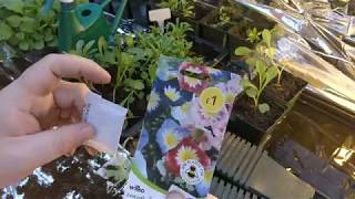 Growing CONVOLVULUS potting on part 2 [upl. by Aroel]