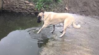 Anatolian shepherd solves problem [upl. by Nirak946]