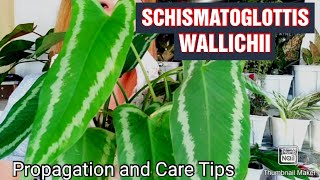 Schismatoglottis Wallichii Plant Propagation and Care TipsGee Channel [upl. by Dnalra]