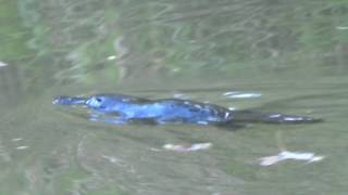 DuckBilled Platypus swimming in the wild [upl. by Bernardina]