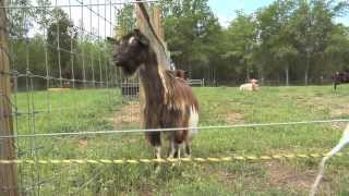 South Georgia Farm Raises Fainting Goats For Pets [upl. by Barayon]