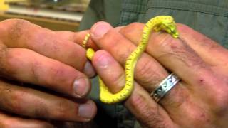 Baby Green Tree Pythons  Cincinnati Zoo [upl. by Pinchas528]