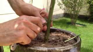 Grafting Lemon tree by T budding تطعيم شجرة الليمون بحرف تي [upl. by Kirstyn]