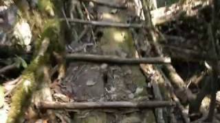 Living roots bridge crossing in India [upl. by Ajax]