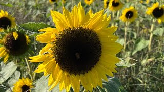 Sunflower Festival and Pumpkin Festival l Dalton Farm Swedesboro New Jersey l Fall Festival [upl. by Meyer]