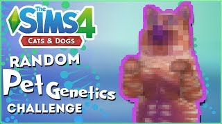 Adding Some Rainbow Catous 🎲 Random Pet Genetics Challenge  Experiment 4 [upl. by Saeger]