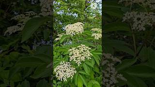 Elderberry tree flowers  US wild flowers satisfying shorts nature [upl. by Jelsma]